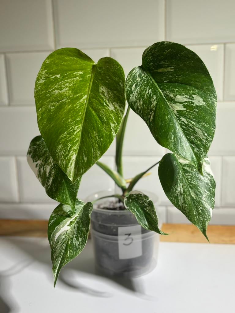 monstera deliciosa variegata, Huis en Inrichting, Kamerplanten, Ophalen