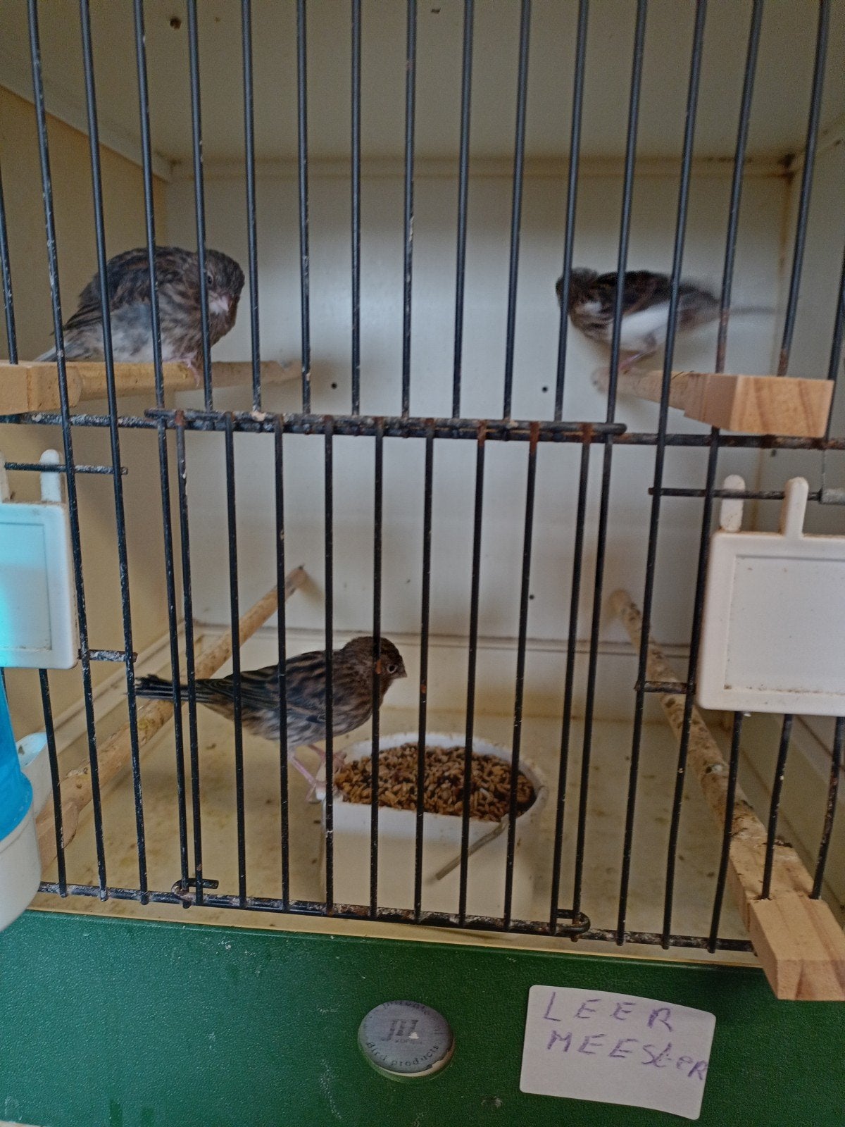 Jonge kanaries, Animaux & Accessoires, Oiseaux | Canaris
