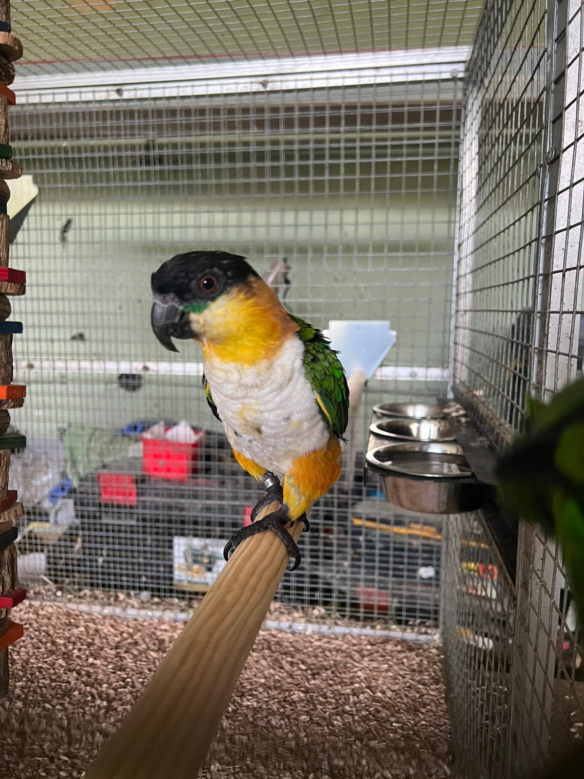 Zwartkopcaique, Dieren en Toebehoren, Vogels | Parkieten en Papegaaien, Vrouwelijk, Papegaai, Geringd