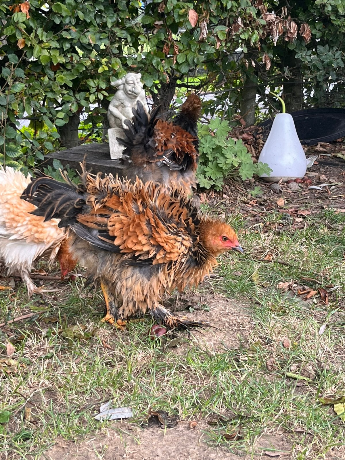Brahma haantje krulveer 12 weken, Animaux & Accessoires, Mâle, Poule ou poulet