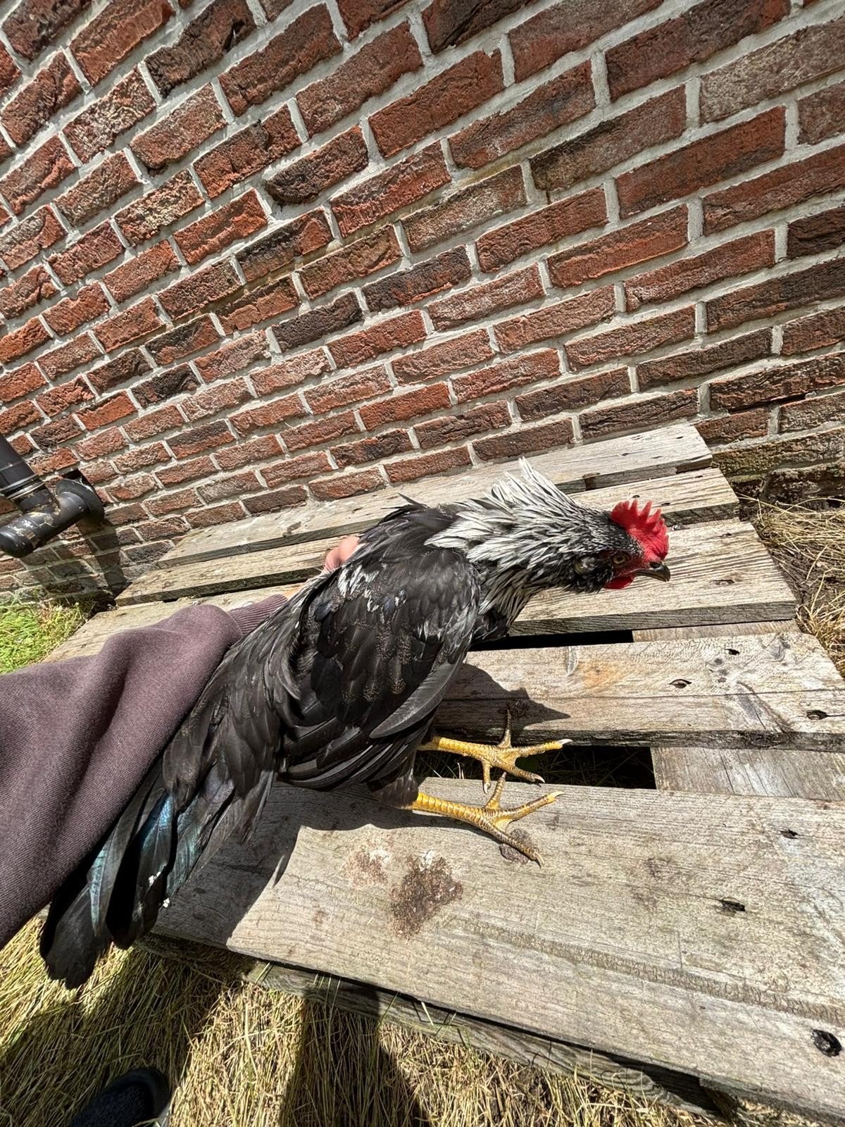 3 jonge hanen. Geboren 2/4, Dieren en Toebehoren, Pluimvee