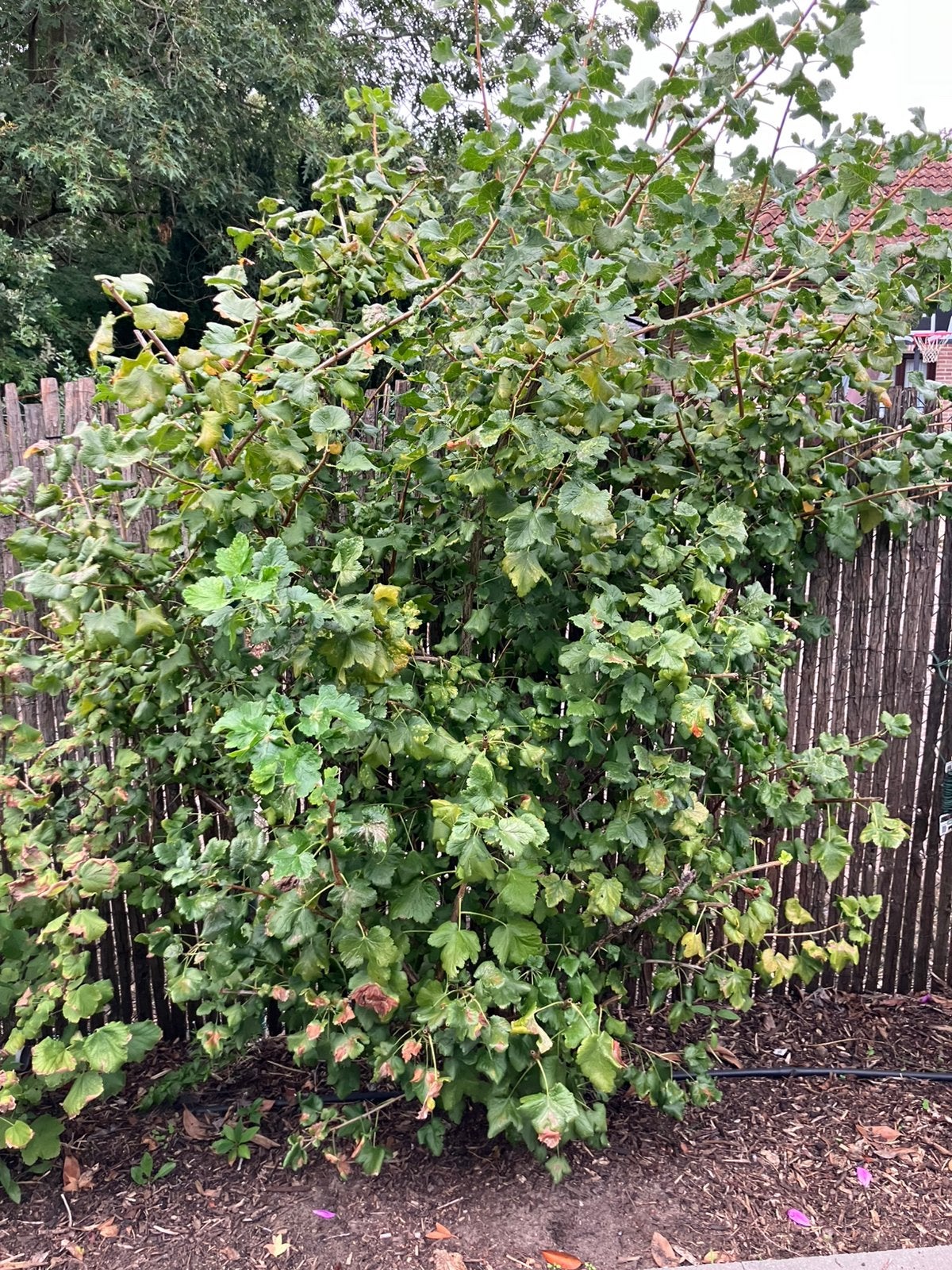Grote ribes struik, blauw, Jardin & Terrasse, Plantes | Arbustes & Haies, Enlèvement, Arbuste