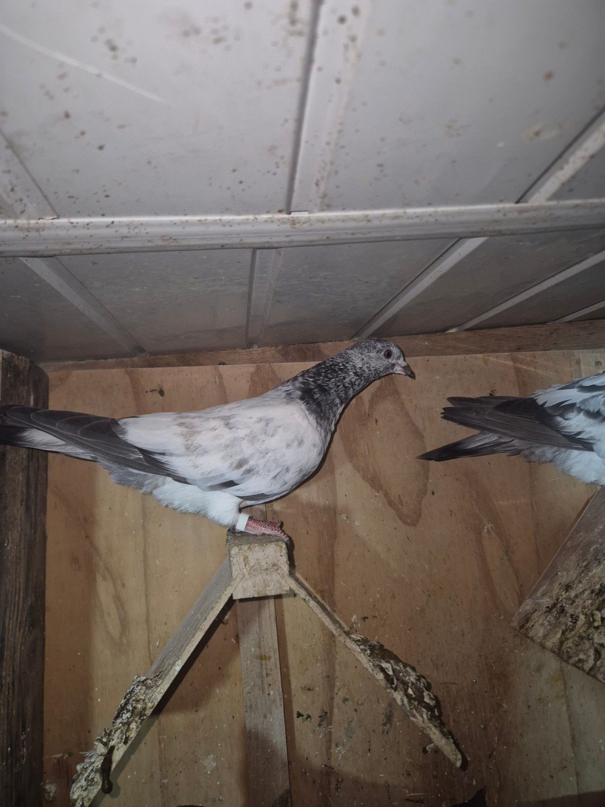 Pakistan hoogvlieger 15€, Dieren en Toebehoren, Vogels | Duiven