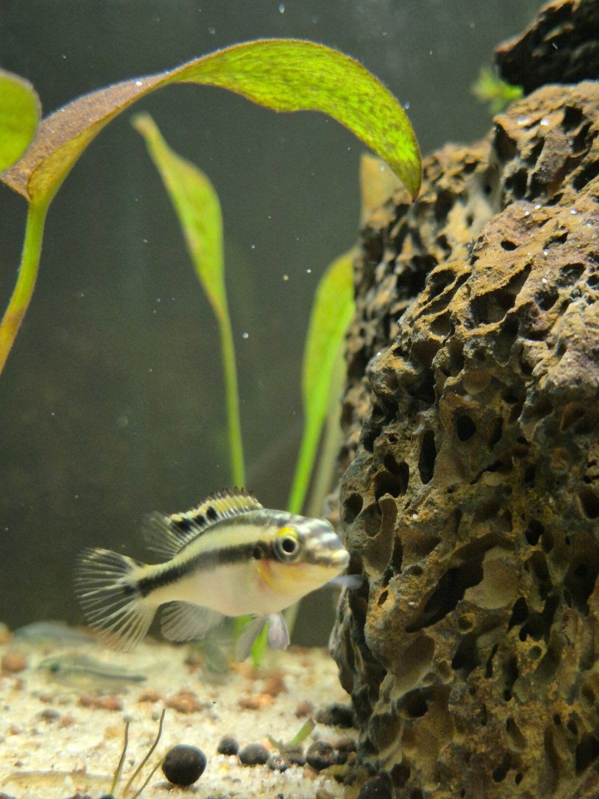 kersenbuik cichliden, Dieren en Toebehoren