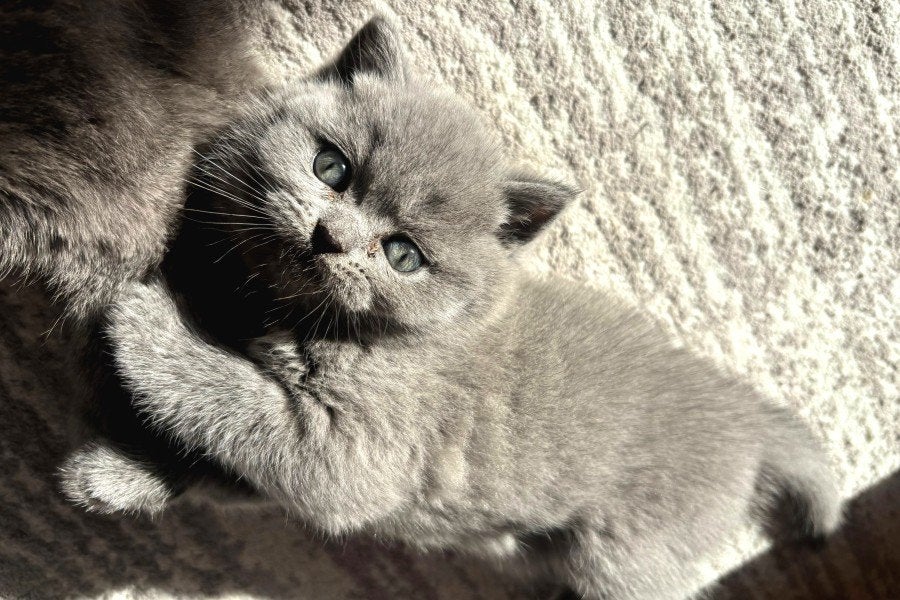 Brits korhaar kittens / laatste kitten!!(kattin), Dieren en Toebehoren, Katten en Kittens | Raskatten | Korthaar, Meerdere dieren