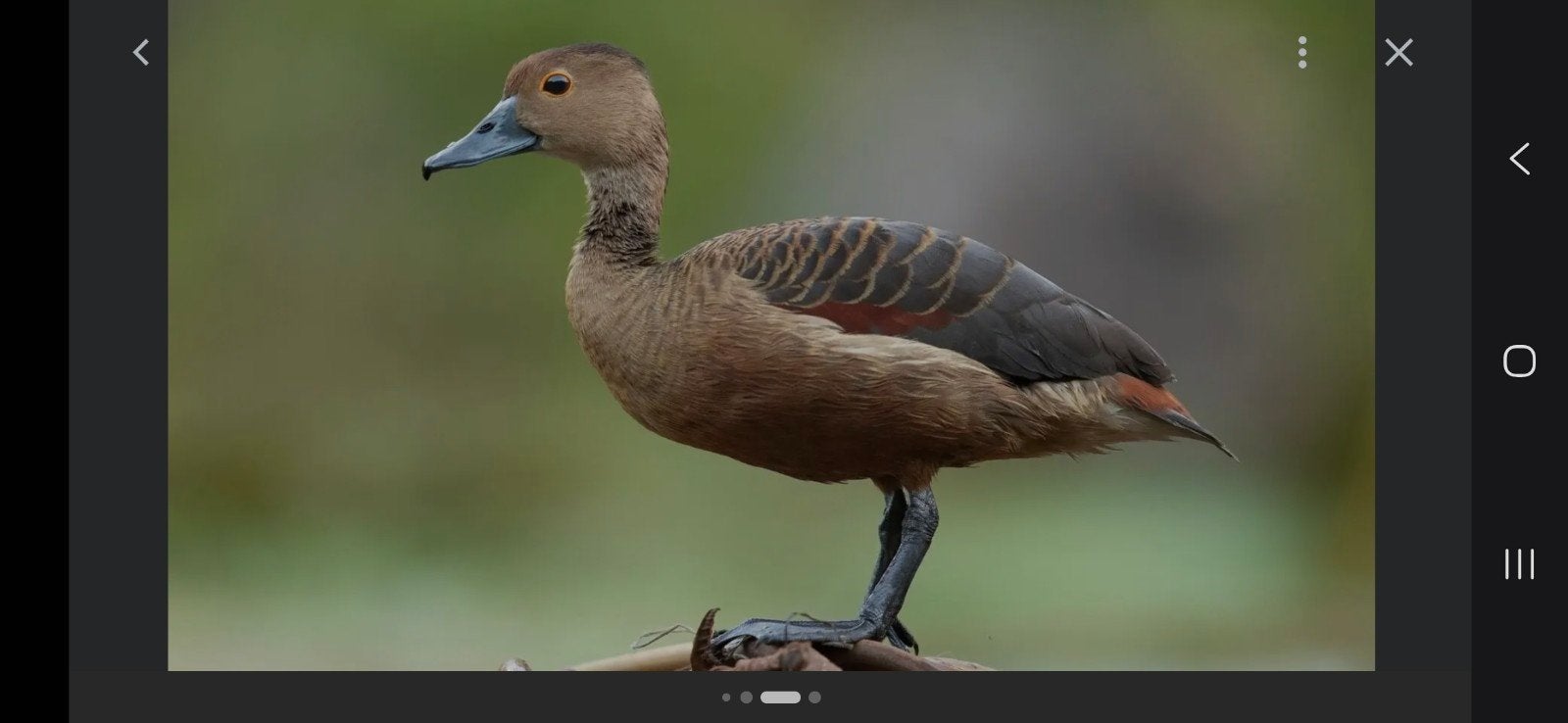 Canards siffleurs Java Whistling Ducks recherchés, Canard