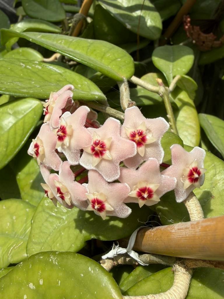 Hoya Carnosa of Wasplant stekje, Huis en Inrichting, Kamerplanten, Overige soorten, In pot, Bloeiende kamerplant, Halfschaduw