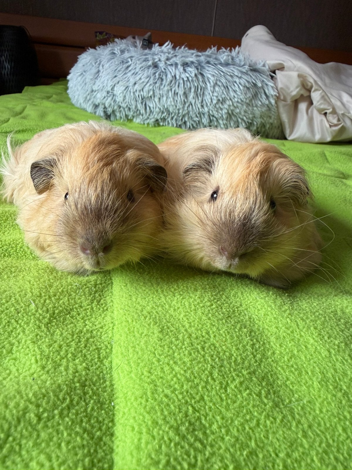 Cavia-4 maanden oude jongen, Dieren en Toebehoren, Knaagdieren, April, Cavia