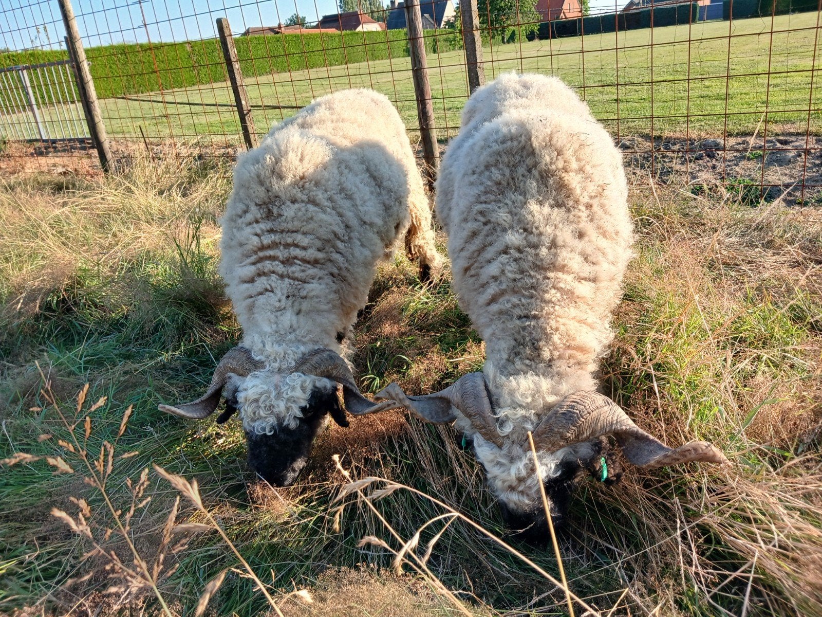 2 walliser shwarznase ooien, Dieren en Toebehoren, Schapen, Geiten en Varkens, Vrouwelijk, Schaap, 3 tot 5 jaar