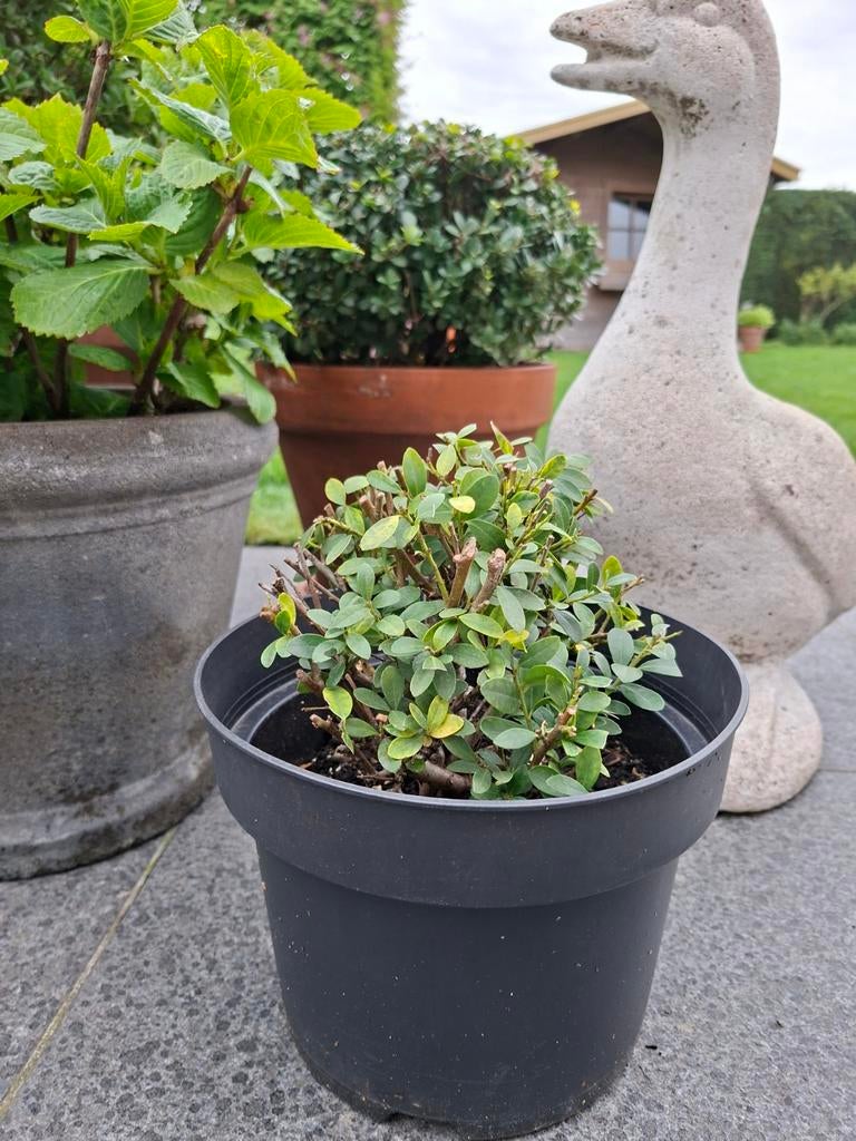 Ilex, Ophalen, Vaste plant