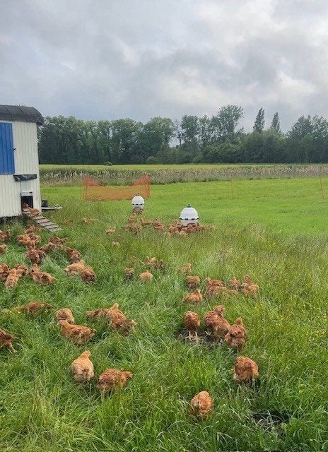 Vleeskippen te koop | Kabir | Buiten op gras, Plusieurs animaux, Poule ou poulet