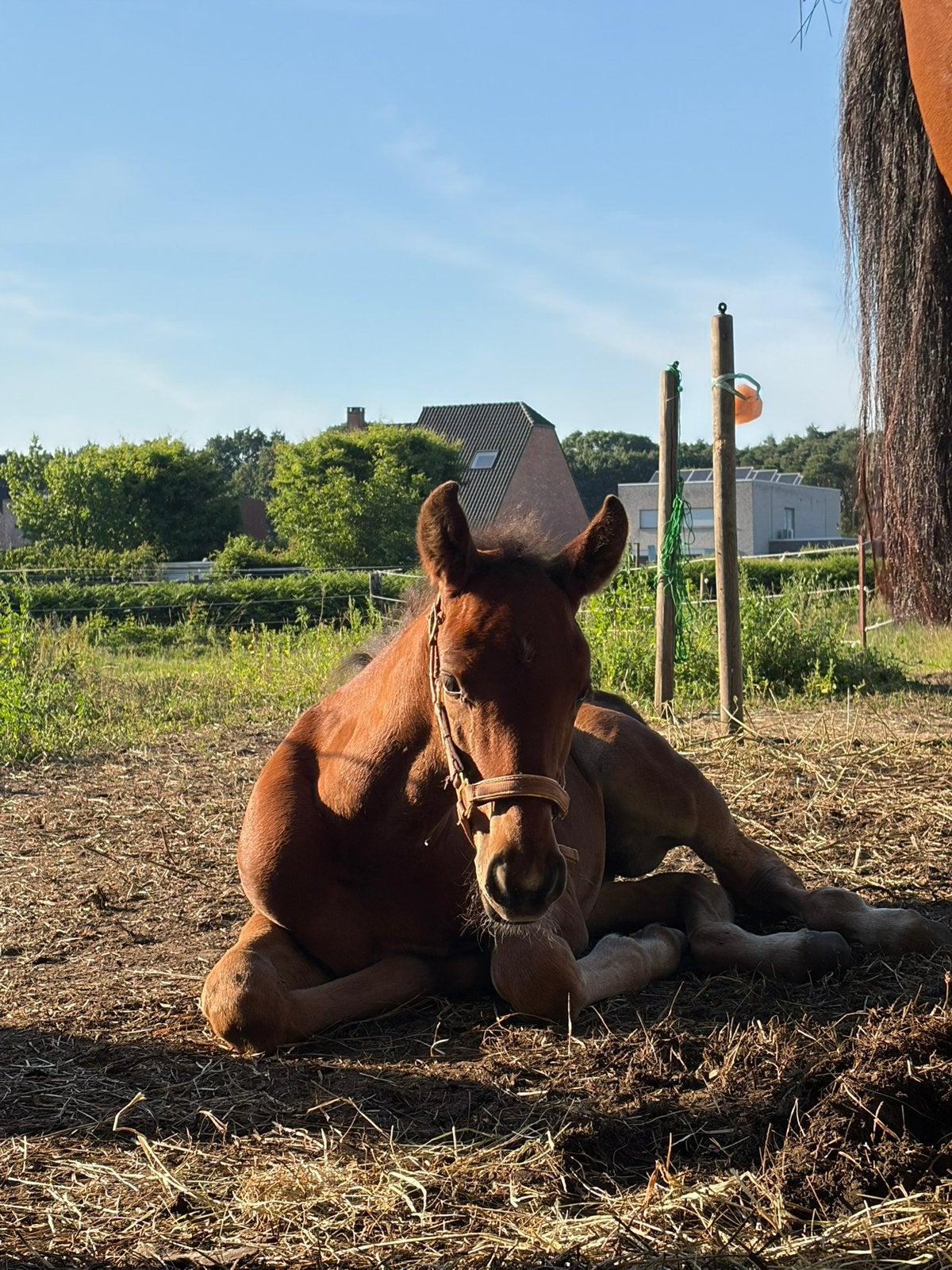 Prachtige merrie veulen, Animaux & Accessoires, Poneys, Jument