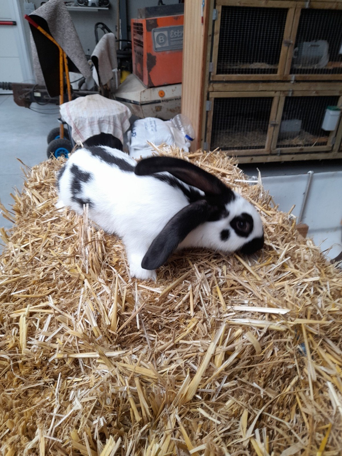 Lotharinger rammelaar, Mâle, Grand, 0 à 2 ans