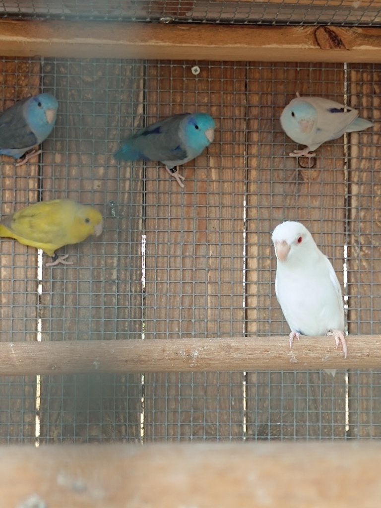 Pour les avantages, Plusieurs animaux, Perruche, Bagué