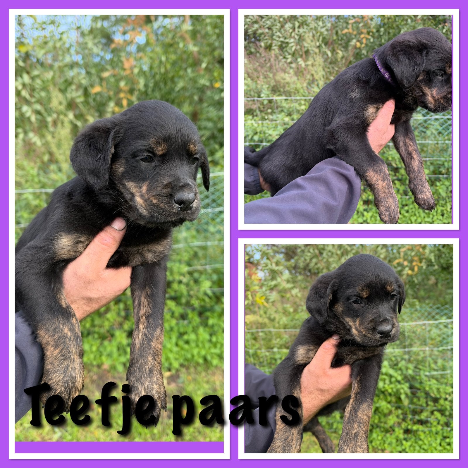 Rottweiler x golden retriever, Particulier, Maladie de Carré (chiens), Belgique, 8 à 15 semaines