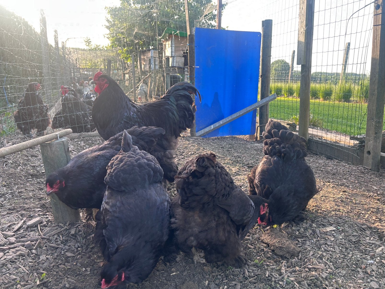 Broedeieren Brahma zwart, Plusieurs animaux, Poule ou poulet