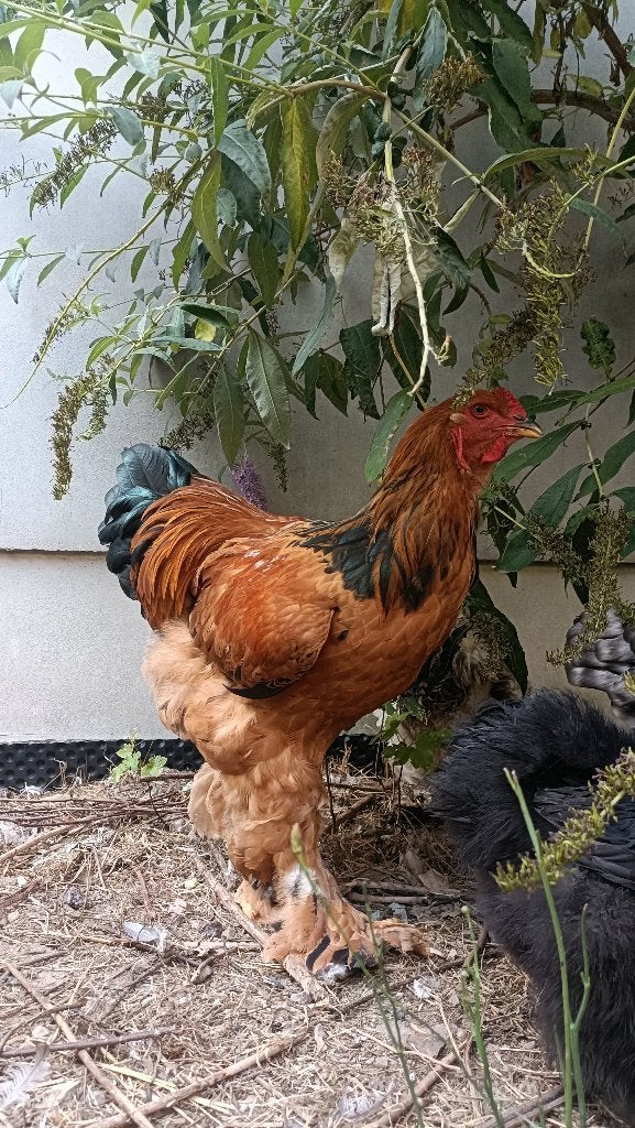 Brahma haan, Mannelijk, Kip