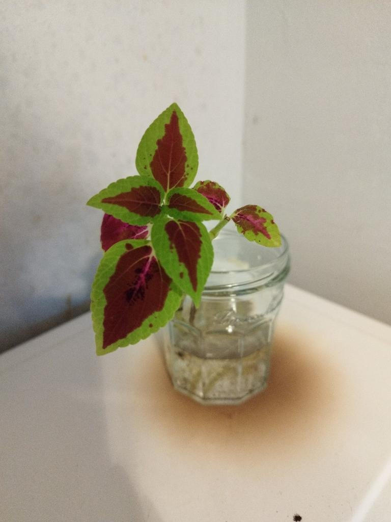 Bouture Coleus, Ophalen