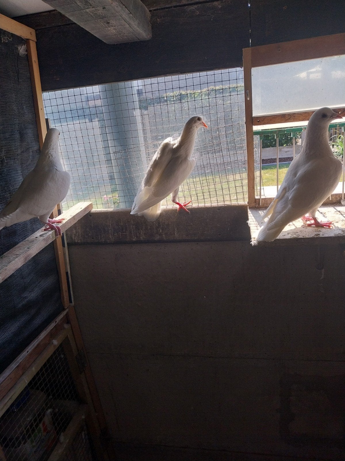 Witte reisduiven, Dieren en Toebehoren, Vogels | Duiven