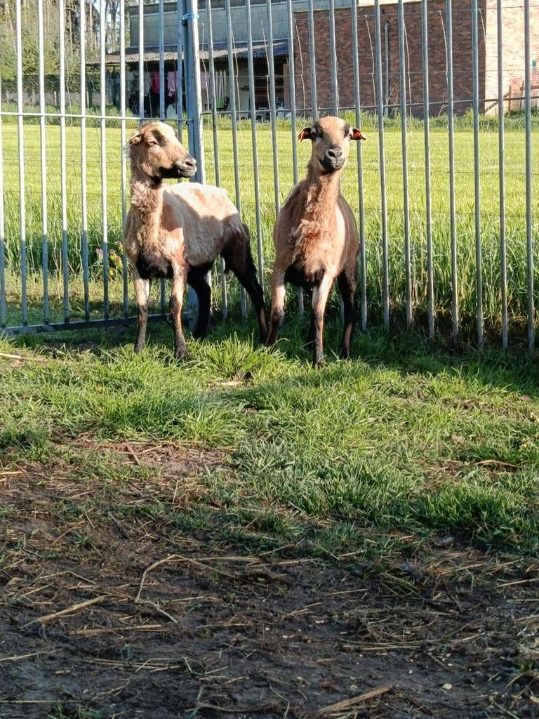 Kameroen schapen ( ooien ), Dieren en Toebehoren, Schapen, Geiten en Varkens