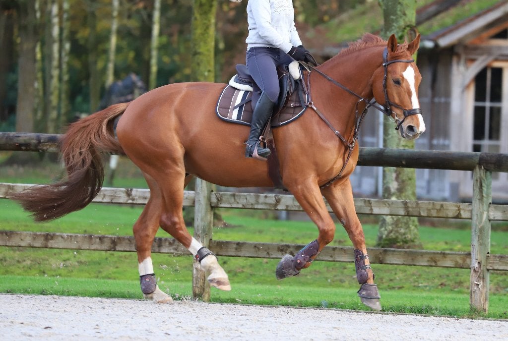 Groot allround springpaard met sterke afstamming, Dieren en Toebehoren, Paarden, Springpaard, Met stamboom, Ruin, 170 tot 175 cm