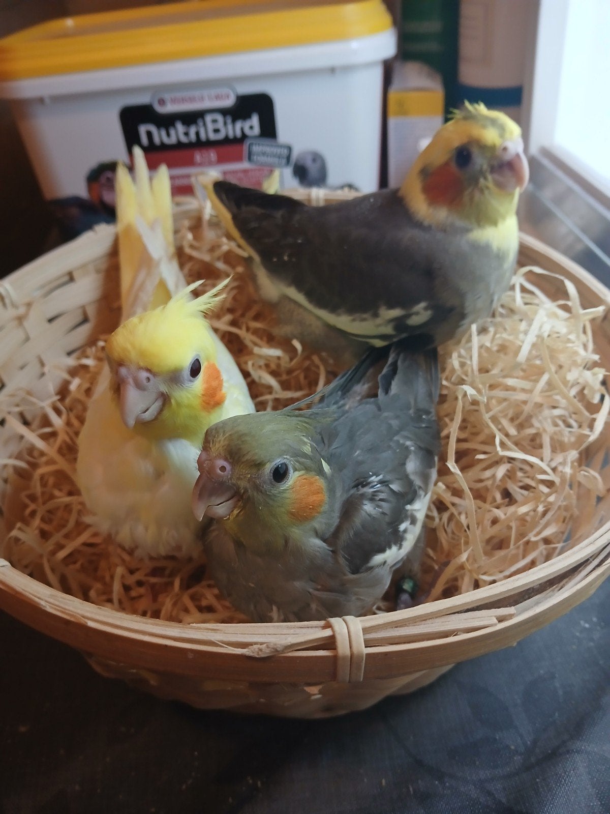 Calopsittes apprivoisées 2026, Animaux & Accessoires, Oiseaux | Perruches & Perroquets, Plusieurs animaux, Perruche, Domestique