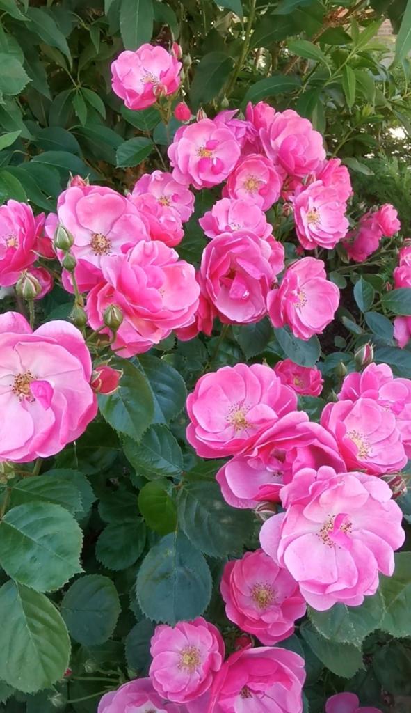 Rosa Ángela, Jardin & Terrasse, Bulbes & Semences, Enlèvement