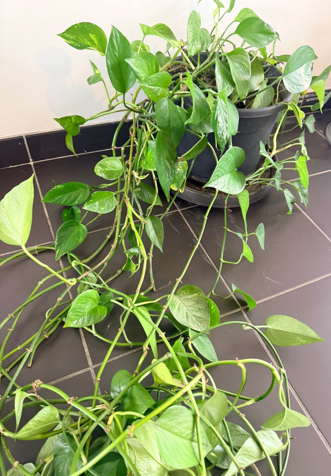 Grote hangplant, Maison & Meubles, Plante verte, Enlèvement, Autres espèces, 200 cm ou plus