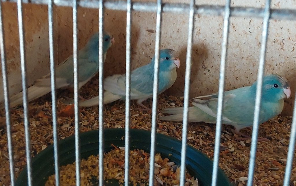 Kakariki 26, Dieren en Toebehoren, Parkiet, Geringd