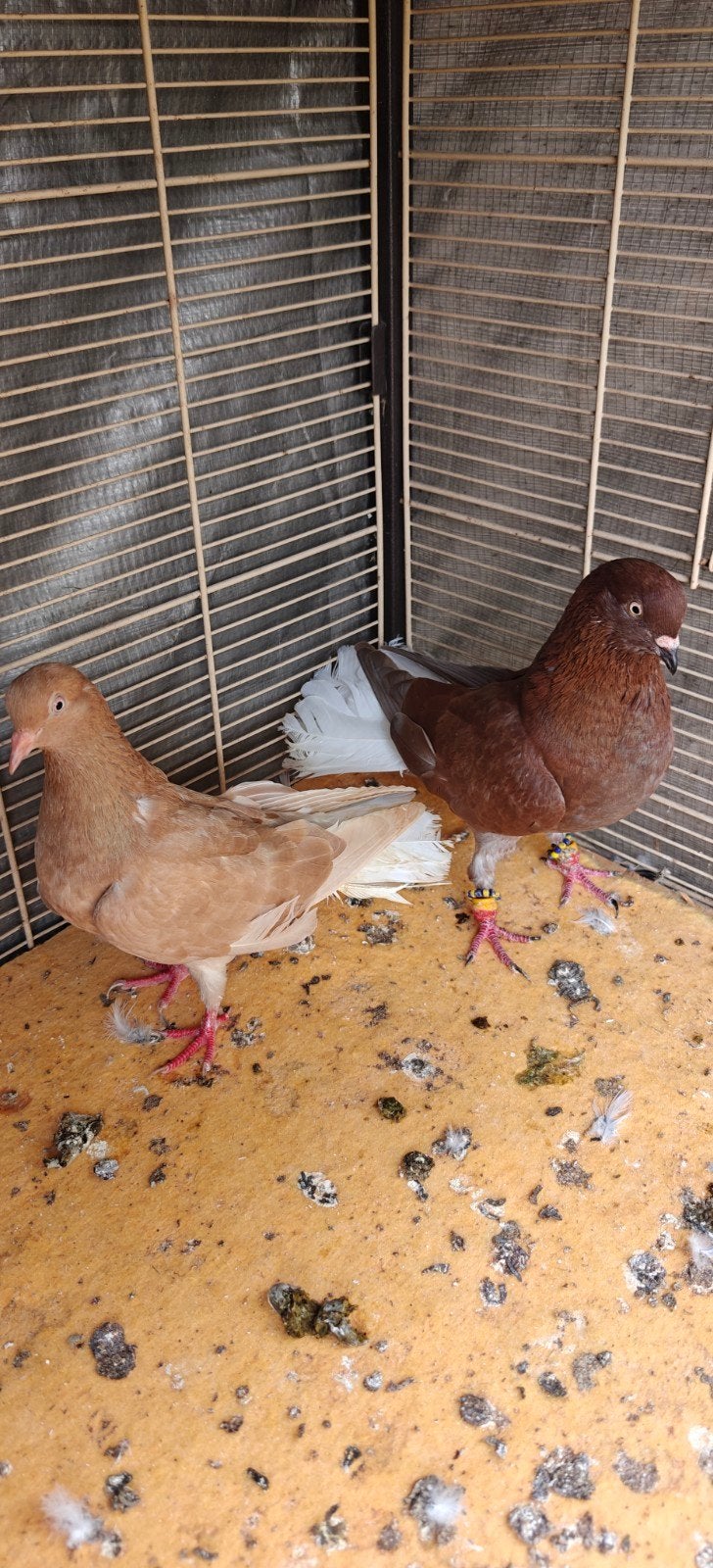 duiven te koop