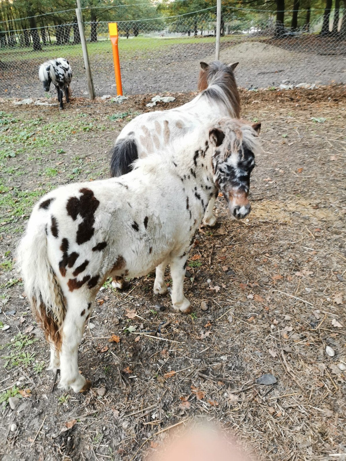 mini appaloosa hengst, Dieren en Toebehoren, Hengst, Gechipt, 0 tot 2 jaar