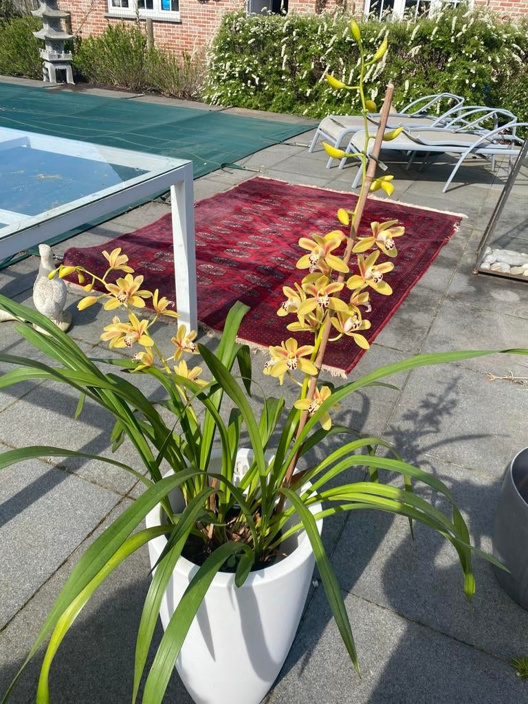 Cymbidium orchidee nu in bloei!, Vaste plant, Halfschaduw, Winter, Ophalen