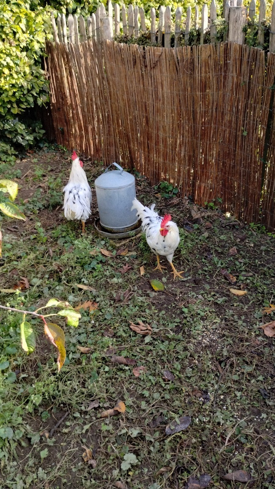 2 jonge hanen Leghorn 8 maand oud