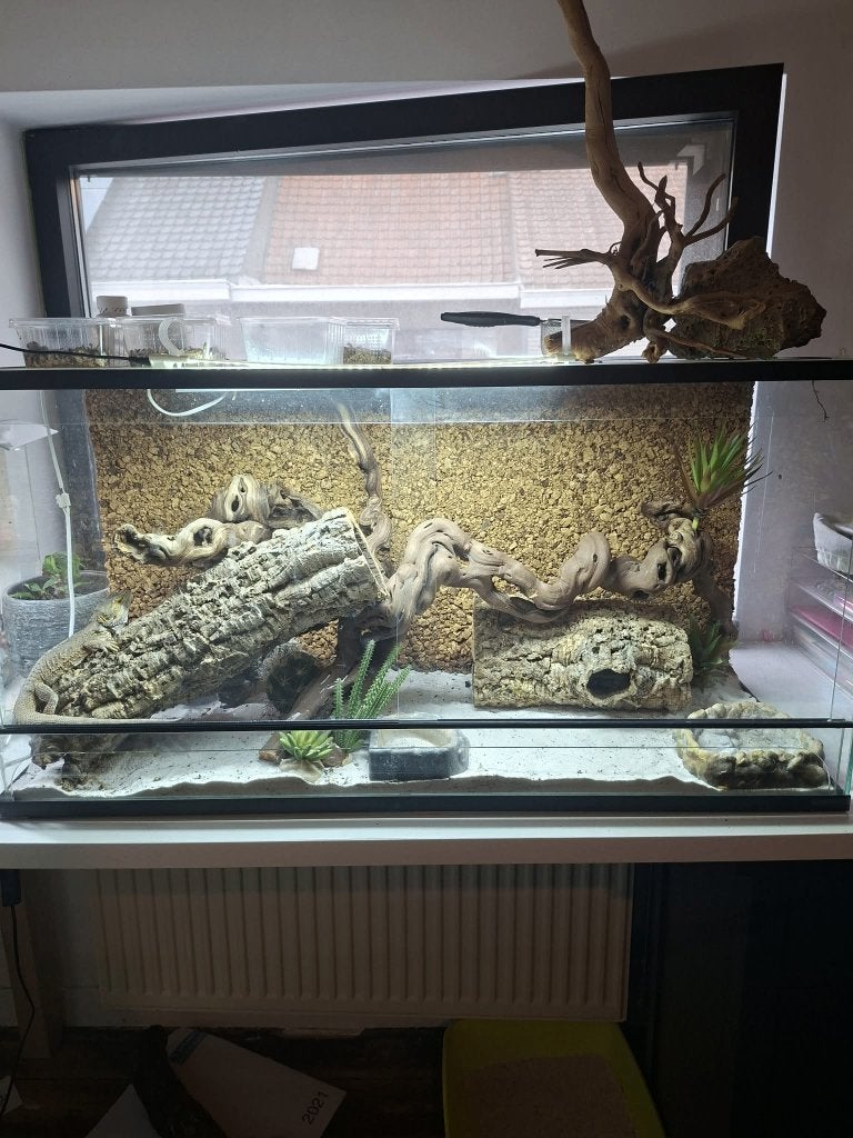 baardagaam met terrarium, Ophalen, Gebruikt, Overige typen
