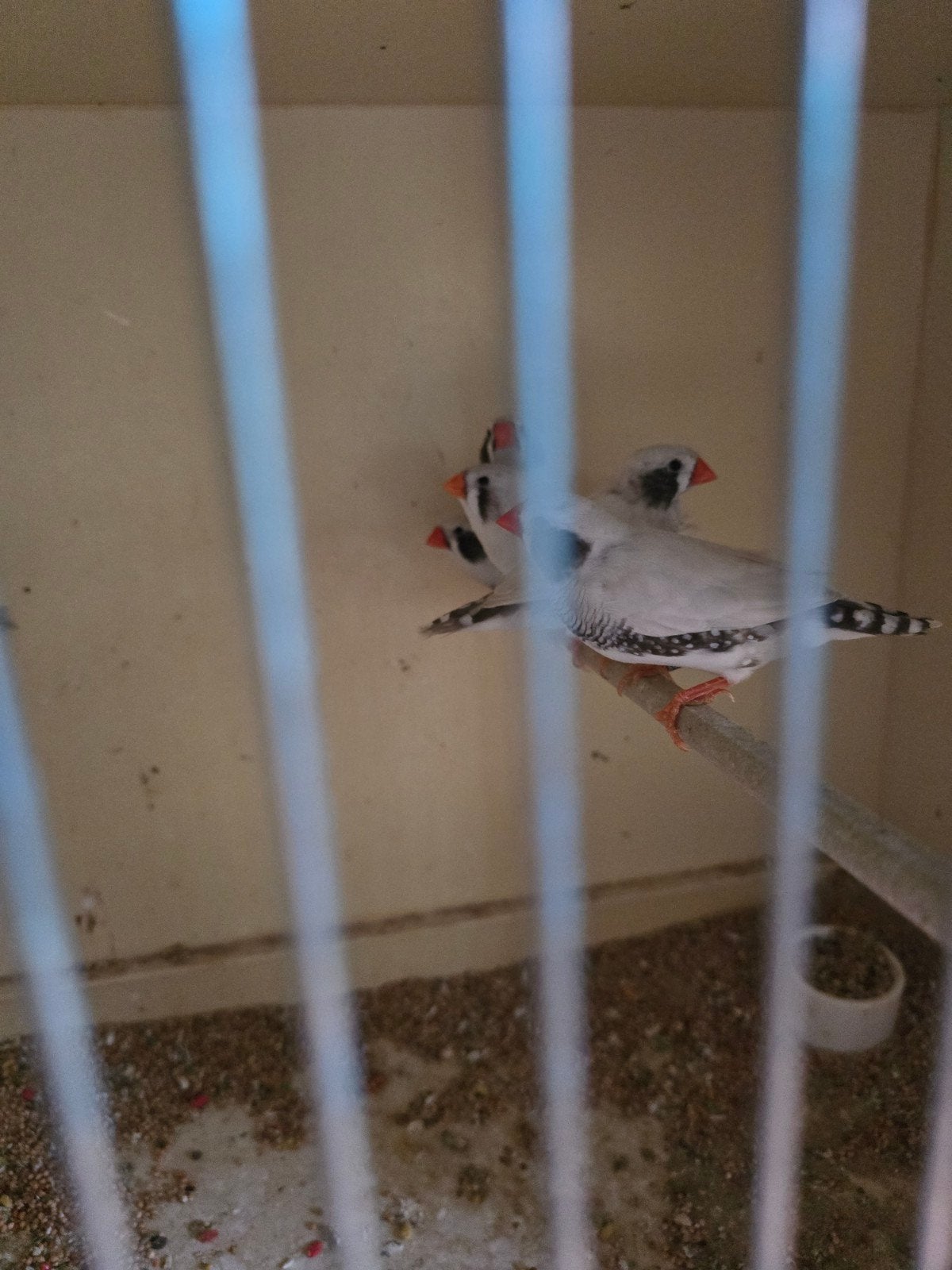 zebravinken