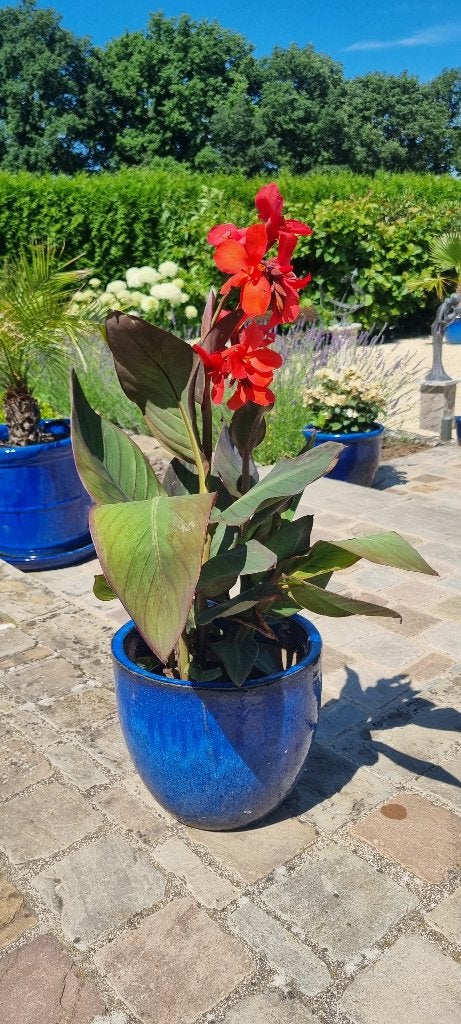 Canna rood, Tuin en Terras, Ophalen of Verzenden
