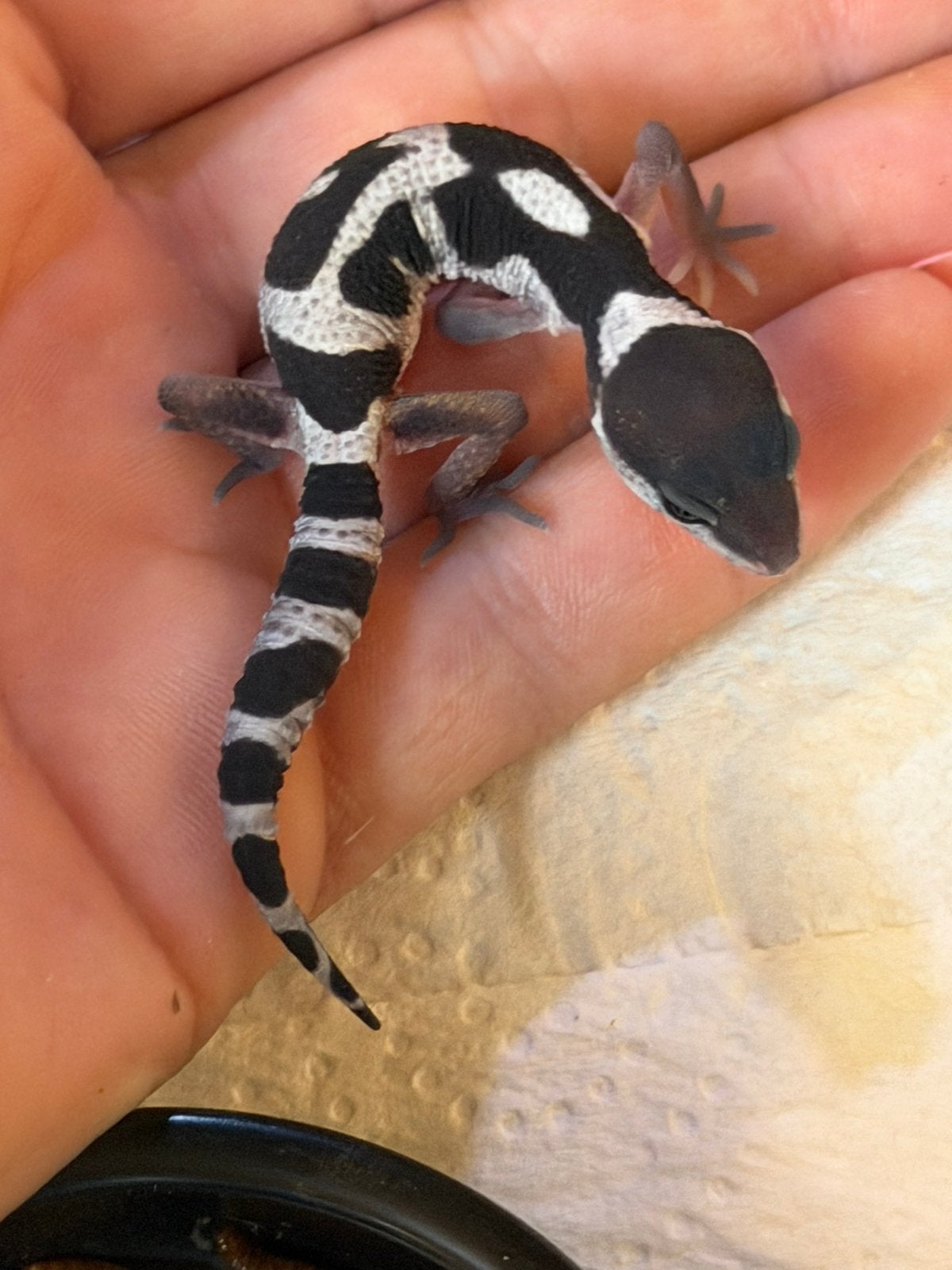 Leopard gecko, black night x tangerine, Lézard, Domestique, 0 à 2 ans