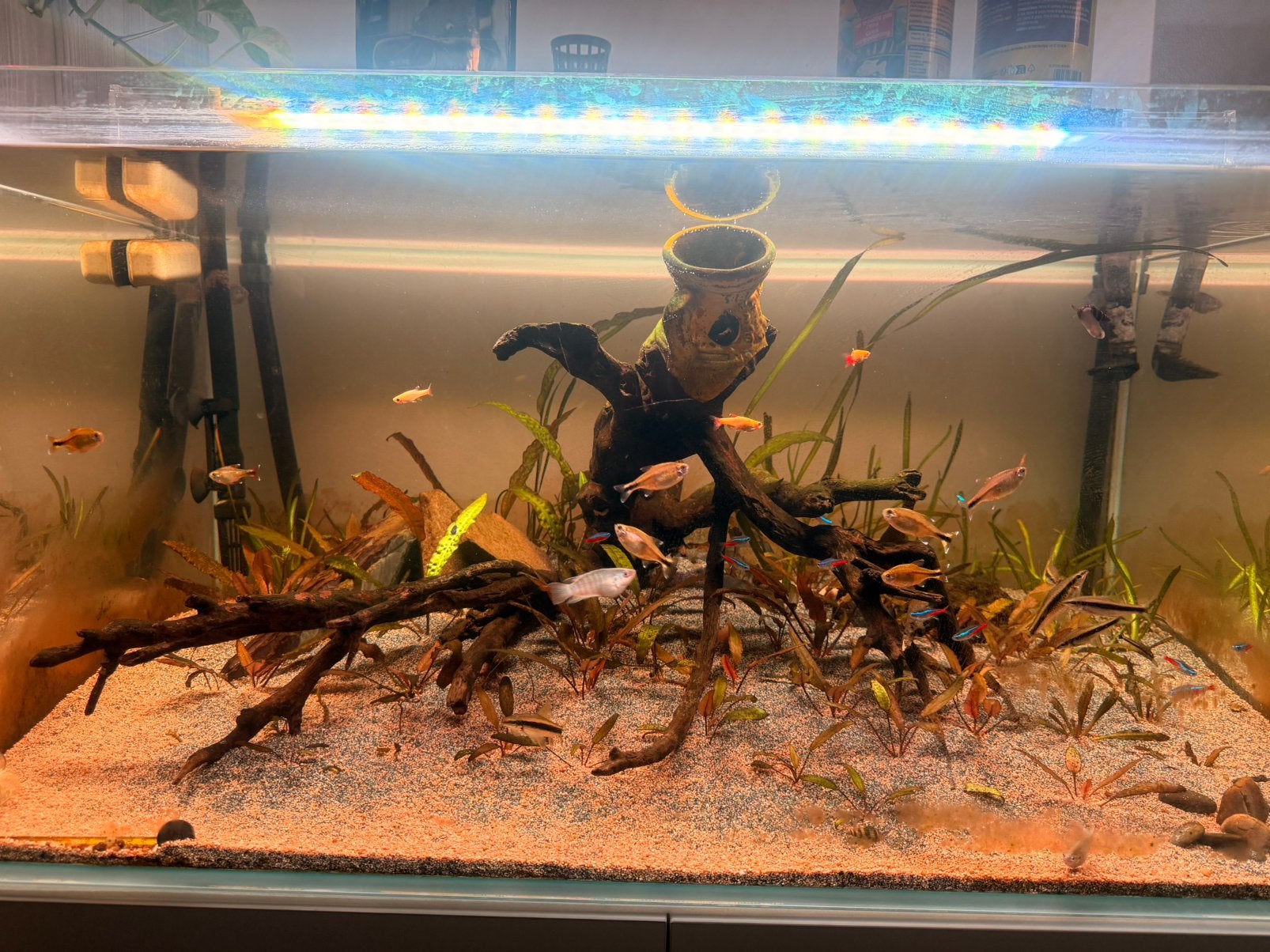 Aquariumvissen te koop, Ophalen, Zo goed als nieuw, Terrarium of Paludarium