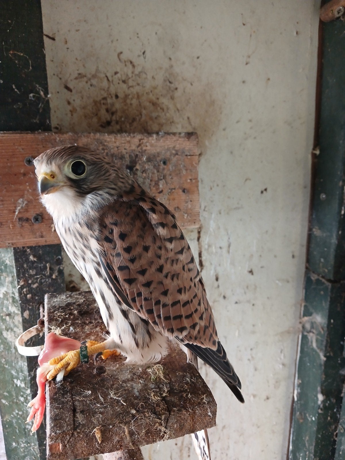 faucon crécerelle européen, Femelle, Oiseau de proie