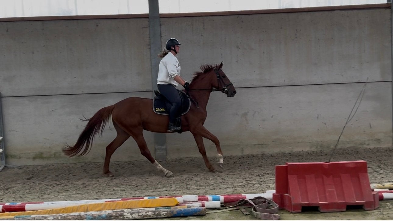 Merrie, Dieren en Toebehoren, Merrie, Zadelmak