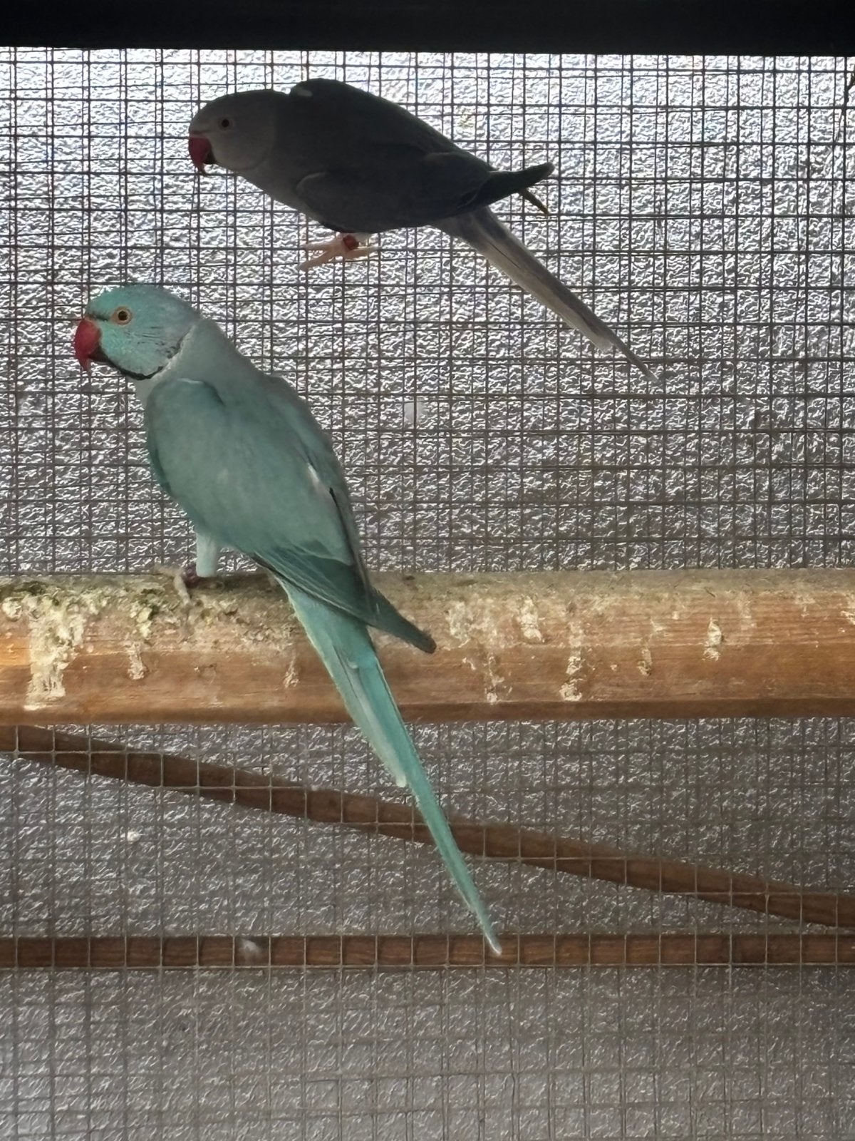 Halsbandparkieten, Plusieurs animaux, Perruche, Bagué
