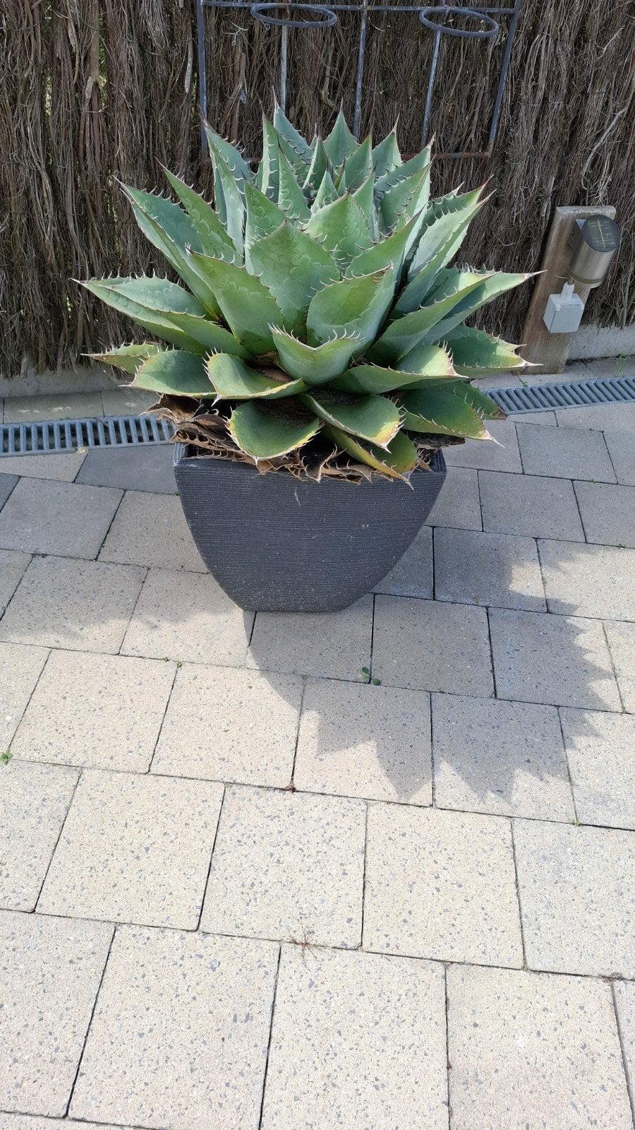 Agave vetplant, Tuin en Terras, Ophalen