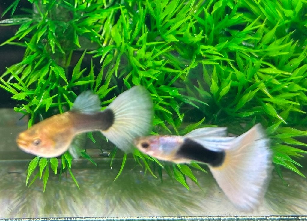 Grey Silverado Half black White guppy's, Poisson, Poisson d'eau douce, Banc de poissons