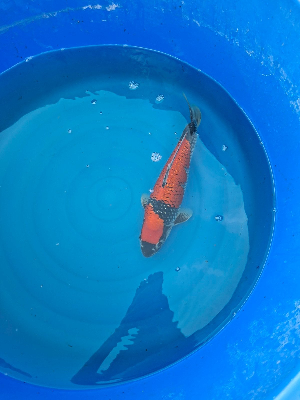 Japanse koi goshiki, Karper of Koi