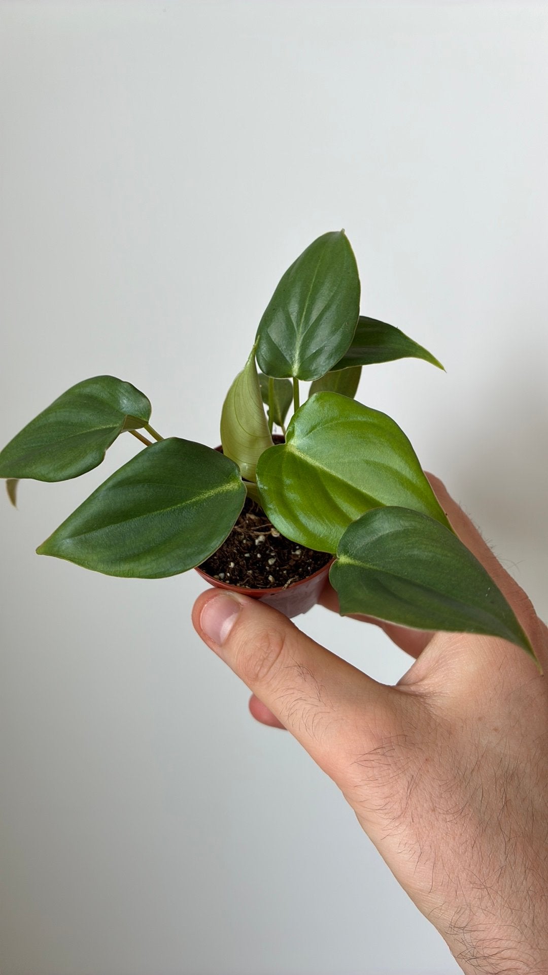 Philodendron mcdowell, Ophalen, In pot