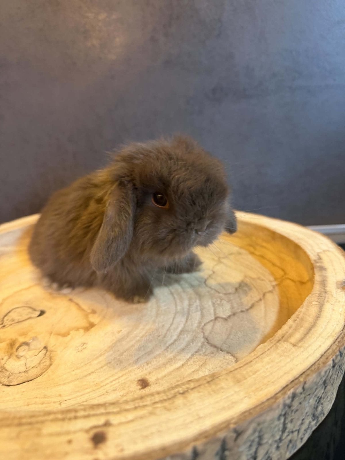 Minilop ram, Mâle, Nain, Oreilles tombantes, 0 à 2 ans