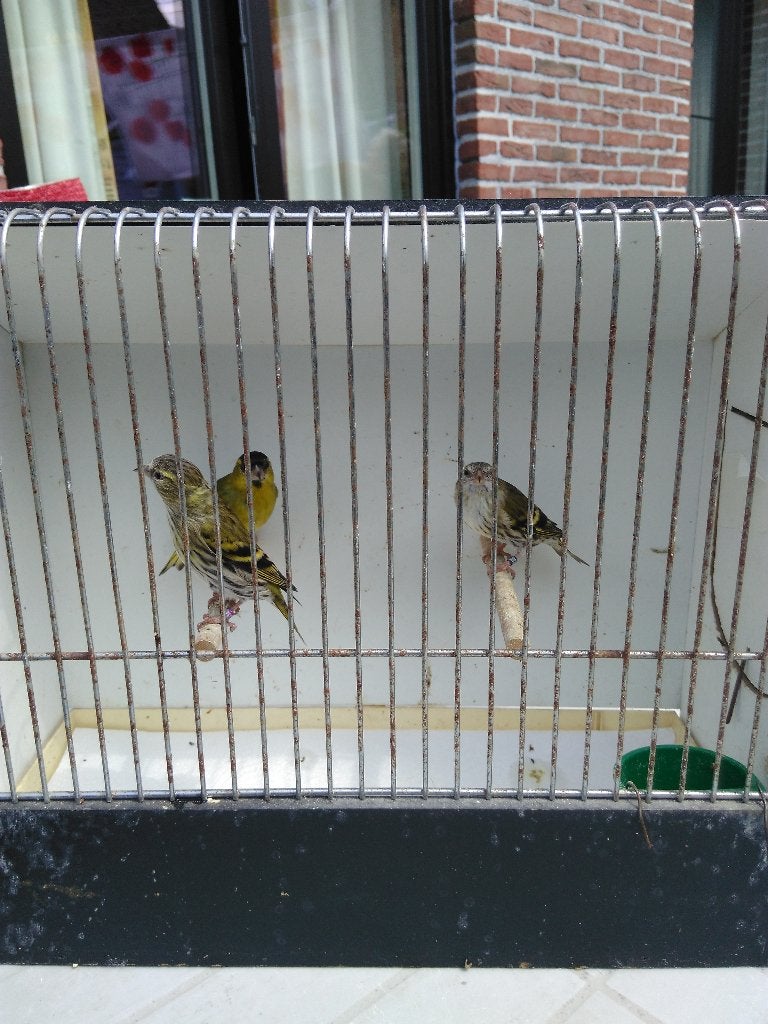 Sijsjes, Dieren en Toebehoren, Wildzangvogel, Geringd