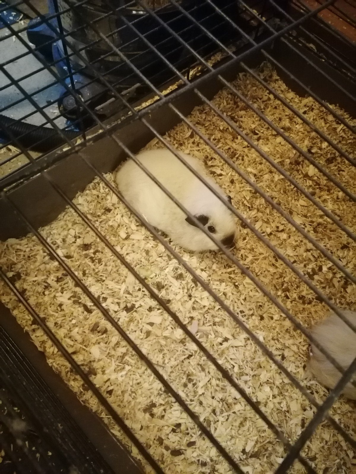 GEZOCHT zeugje, Dieren en Toebehoren, Januari, Vrouwelijk, Cavia