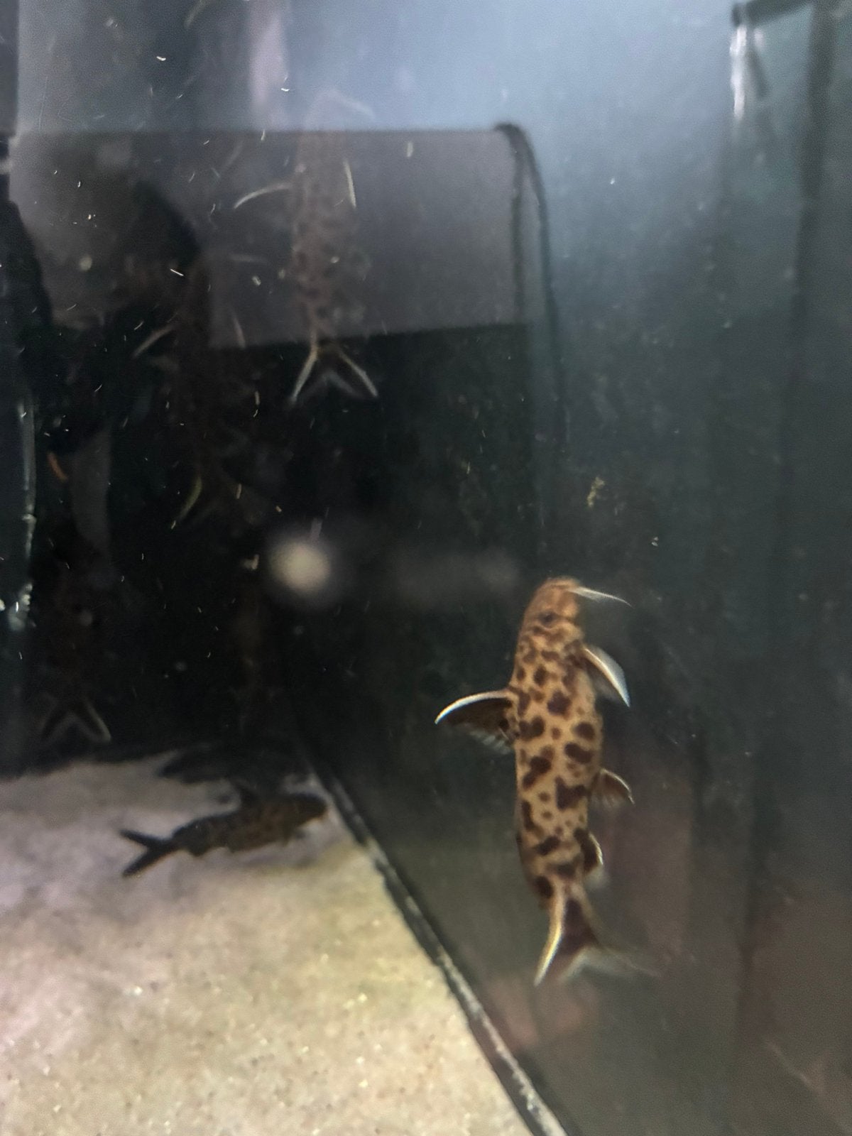 Synodonte de Petricola, Poisson, Poisson d'eau douce, Banc de poissons
