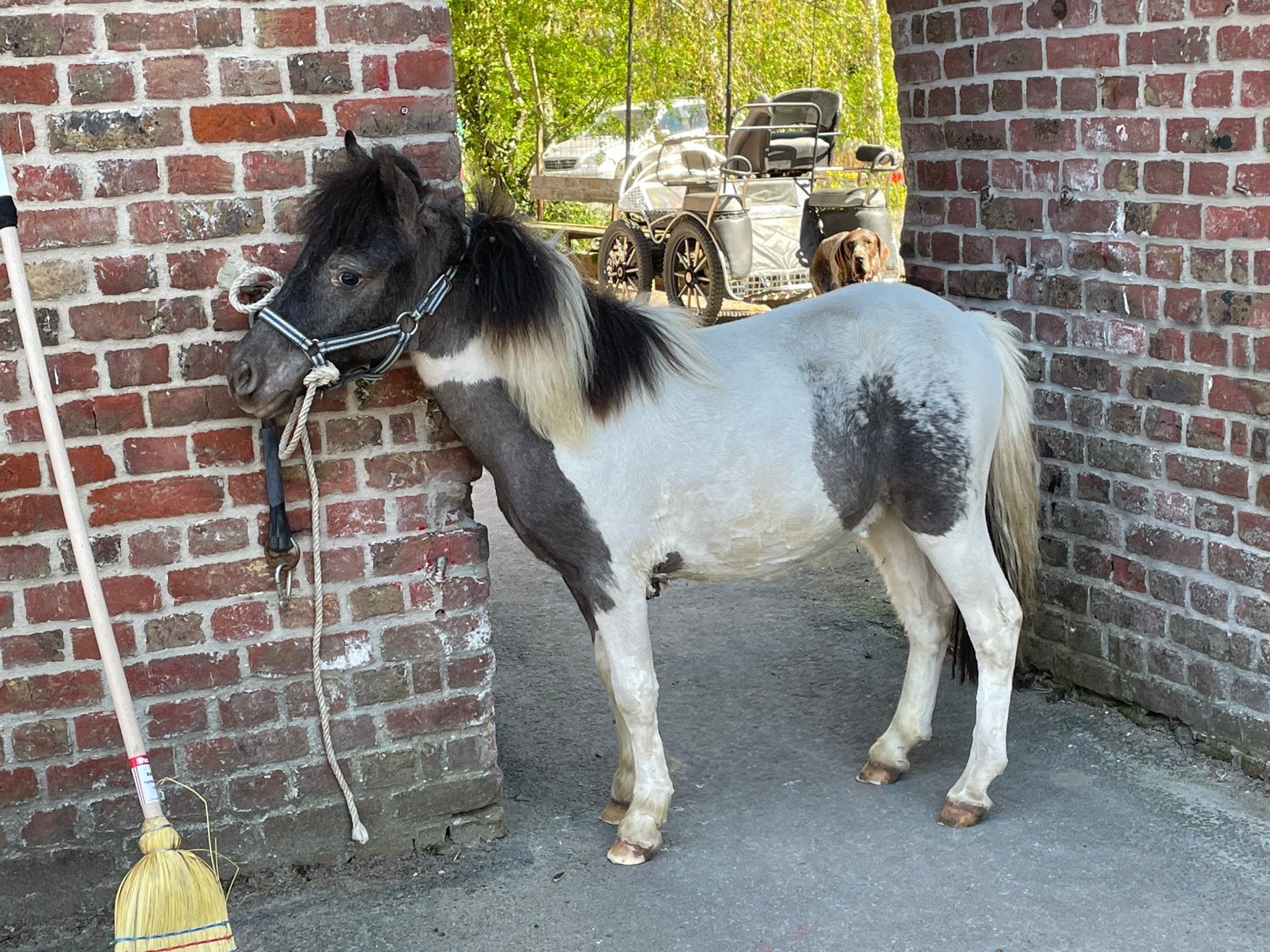 2 jarige hengst, Niet van toepassing, 0 tot 2 jaar, Hengst, A pony (tot 1.17m)